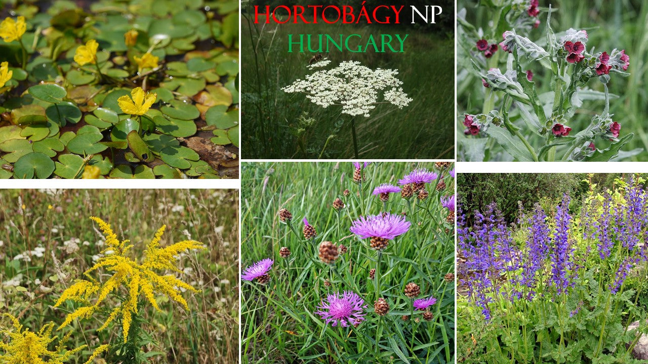 BIO Wildflower Honey from Hungary National Park - 250g