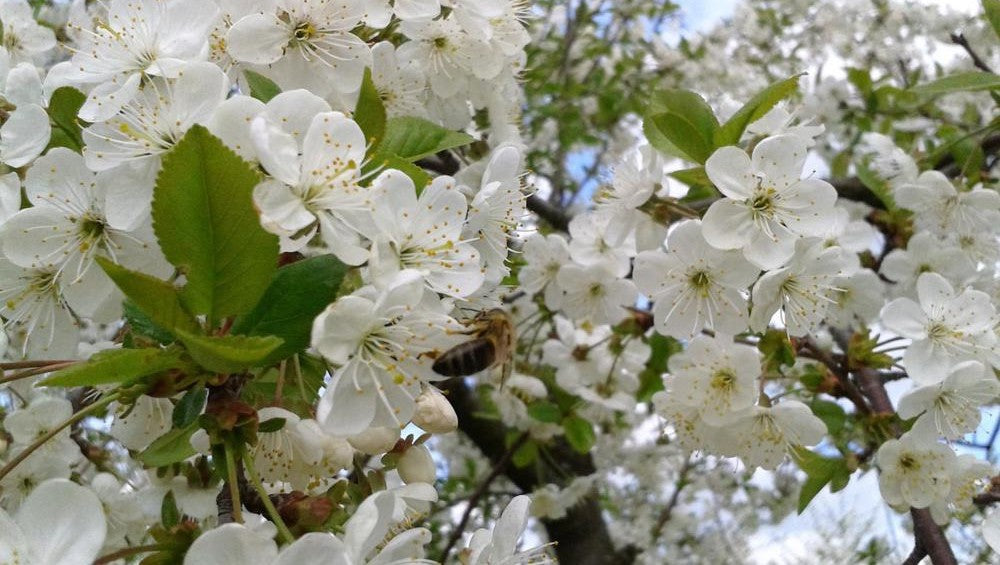 Sour Cherry Blossom Honey from Hungary   250g