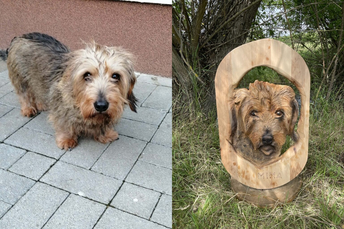 Pet Portraits